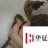 生活小知識：怎樣綁螃蟹？