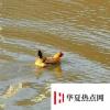 生活小知識：雞會游泳嗎？