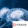 生活小知識：海蜇是水母嗎？