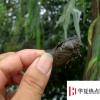 生活小知識：怎么捉知了？