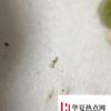 生活小知識：家里有黑色小飛蟲怎么辦，花盆有小飛蟲怎么辦