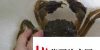 生活小知識:怎樣綁螃蟹?