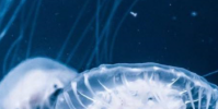生活小知識:海蜇是水母嗎?