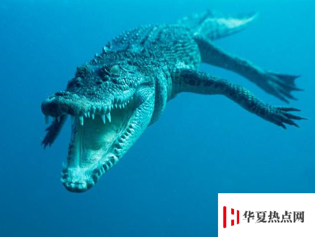 世界上最大的鱷魚