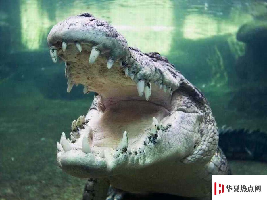世界上最大的鱷魚