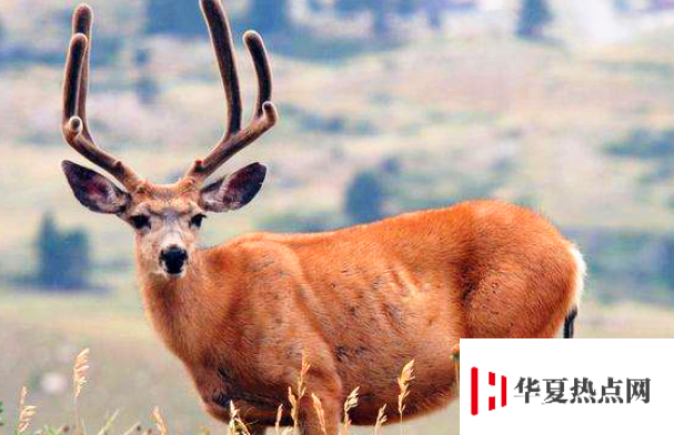 四不像是什么動物