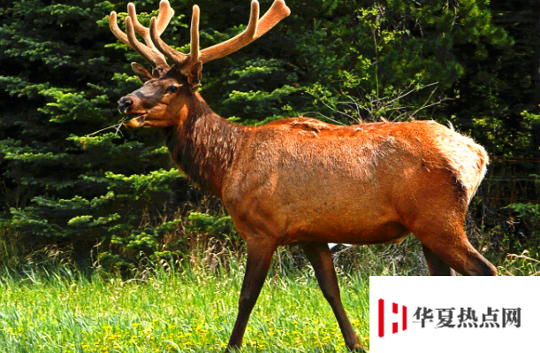 四不像是什么動物