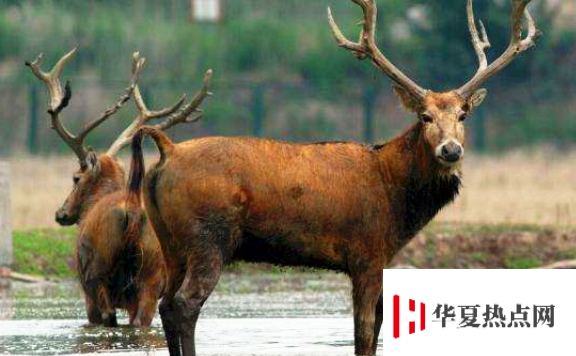 四不像是什么動物