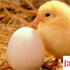 生活小知識：怎樣飼養小雞