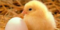 生活小知識:怎樣飼養小雞