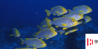 生活小知識:為什么深海魚不浮到水面?