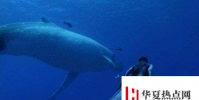 生活小知識:世界上有沒有美人魚