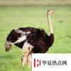 生活小知識：世界上產蛋最大的鳥是什么？