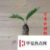 生活小知識：白鱗鐵樹養殖技巧