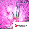生活小知識：植物有性別之分嗎？