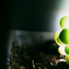 生活小知識：為什么有的植物能發光？