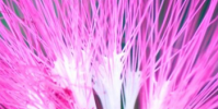 生活小知識:植物有性別之分嗎?