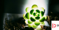 生活小知識:為什么有的植物能發光?
