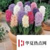 生活小知識：風信子怎么土養