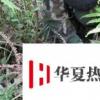 生活小知識：如何誘捕竹雞