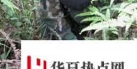 生活小知識:如何誘捕竹雞