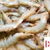 生活小知識：新鮮的蝦如何冷凍口味更好