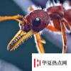 生活小知識：世界上最大的螞蟻是什么？