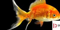 生活小知識:如何判斷魚的年齡?