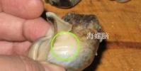 生活小知識:海螺哪些部位不能吃?