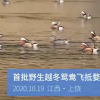 婺源鴛鴦湖迎今年首批越冬鴛鴦