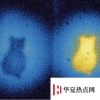 生活小知識：薛定諤的貓是什么理論？