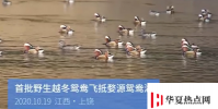 婺源鴛鴦湖迎今年首批越冬鴛鴦