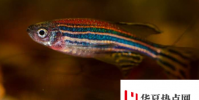 暴露于雌激素的魚產生更少的雄性