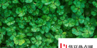 新研究揭示了植物的復雜遺傳和代謝特征