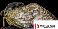 研究人員報告說受蟬啟發的防水表面離現實很近
