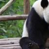 生活小知識：熊貓為什么叫熊貓？