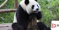 生活小知識:熊貓為什么叫熊貓?