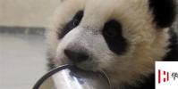 生活小知識:大熊貓為什么叫食鐵獸?