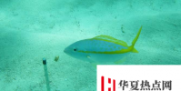 全球BiteMap揭示了海洋食物網如何隨氣候變化