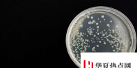 研究人員探查液體樣品中的細菌數量