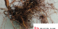 關島的瀕危樹木促進了生態系統的多樣性和健康