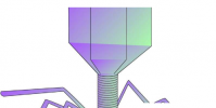 科學家發現針對分枝桿菌噬菌體攻擊的前噬防御機制