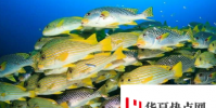 將海洋保護區擴大百分5可以使魚類產量增加