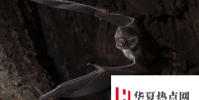 蝙蝠生病時會遠離社交距離