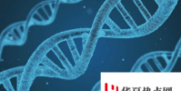 研究人員揭示了兩種金屬離子催化DNA切割的結構基礎