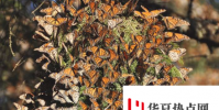 使用世界上最小的計算機跟蹤帝王蝶的遷移