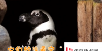 兩只公企鵝偷走其它企鵝的蛋