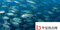 把更多的大魚留在海中可以減少二氧化碳的排放