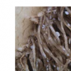 真菌物種自然抑制造成主要甜菜損失的囊腫線蟲