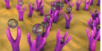 研究人員開發了一種調節生物分子受體親和力和協同作用的方法